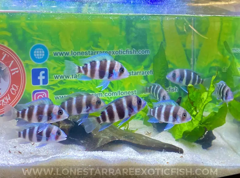 Burundi Frontosa Cichlid / Cyphotilapia frontosa For Sale Online | Lone Star Rare Exotic Fish Co.