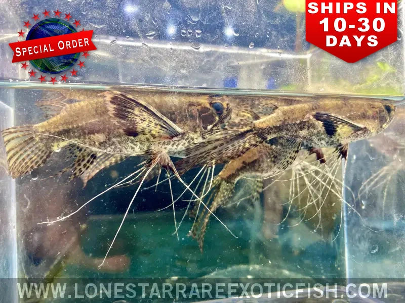 Group of African butterfly fish (Pantodon buchholzi) with long trailing pelvic fins in a holding tank