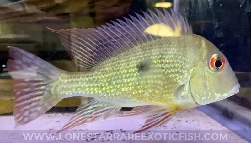 Caqueta Gold Eartheater Cichlid / Geophagus sp. ‘Caqueta’ For Sale Online | Lone Star Rare Exotic Fish Co.