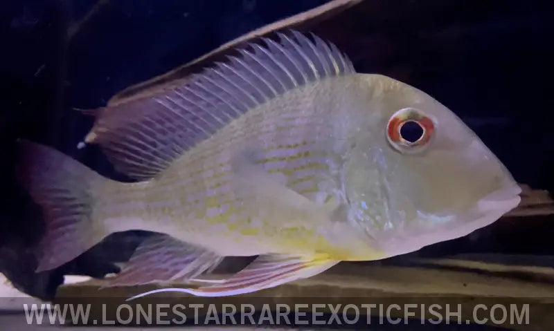 Caqueta Gold Eartheater Cichlid / Geophagus Sp. Live Freshwater Tropical Fish for Sale Online