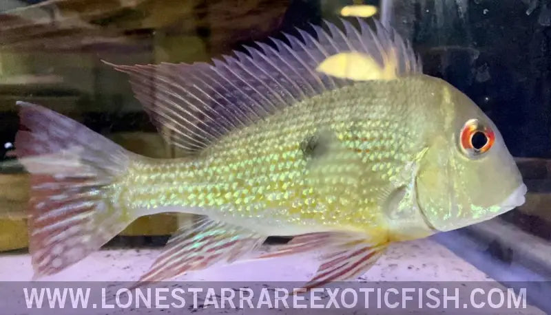Caqueta Gold Eartheater Cichlid / Geophagus Sp. Live Freshwater Tropical Fish for Sale Online