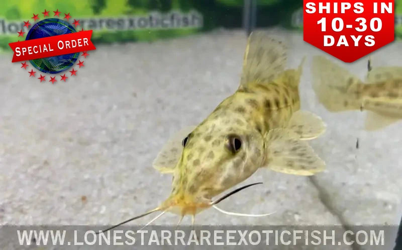 Giraffe catfish (Auchenoglanis occidentalis) with a spotted pattern and barbels on aquarium sand