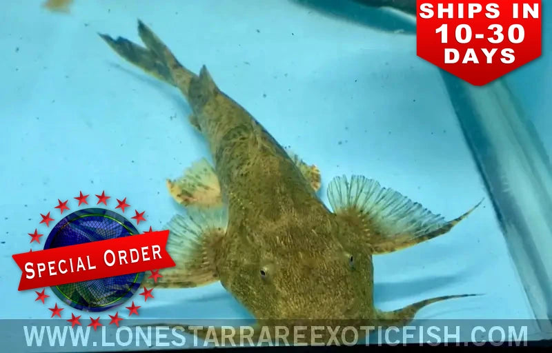 Goonch Catfish / Bagarius yarrelli (Special Order)