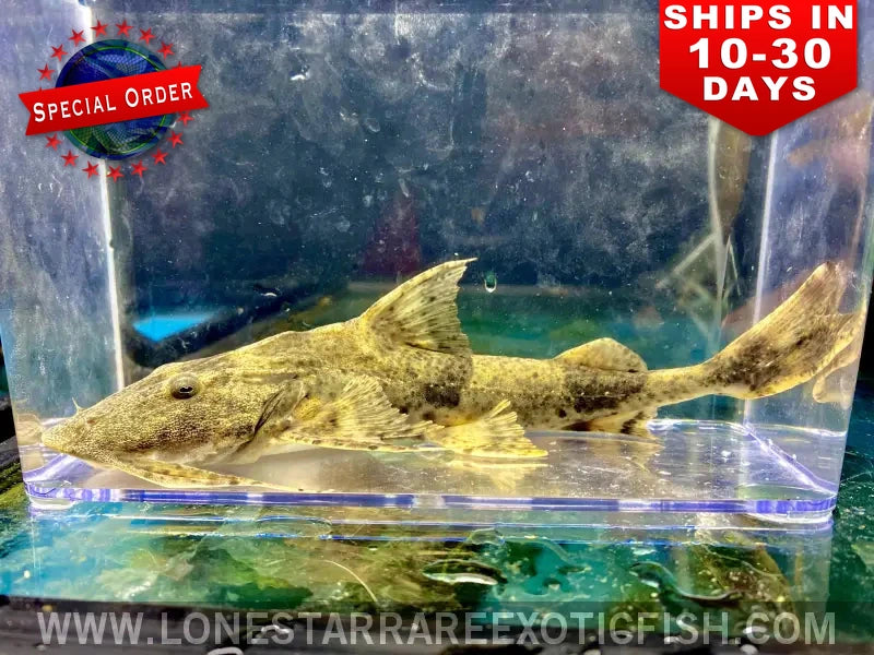 Goonch Catfish / Bagarius yarrelli (Special Order)