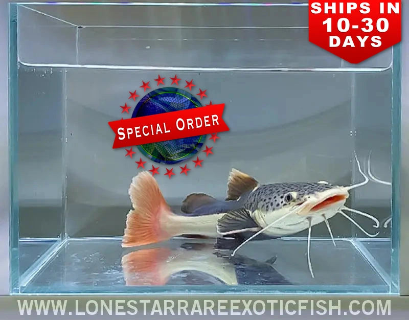 Redtail Catfish / Phractocephalus hemioliopterus (Special Order)