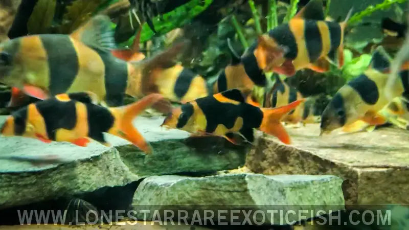 Clown Loach / Chromobotia Macracanthus Live Freshwater Tropical Fish for Sale Online
