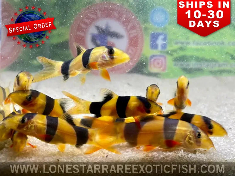 Clown Loach / Chromobotia Macracanthus (special Order) Live Freshwater Tropical Fish for Sale Online