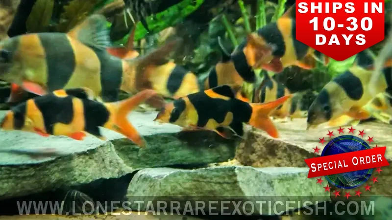 Clown Loach / Chromobotia Macracanthus (special Order) Live Freshwater Tropical Fish for Sale Online