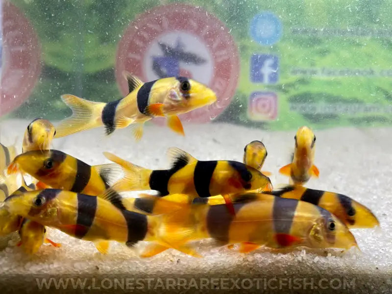 Clown Loach / Chromobotia macracanthus For Sale Online | Lone Star Rare Exotic Fish Co.