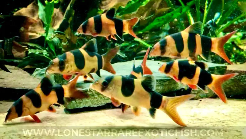 Clown Loach / Chromobotia macracanthus For Sale Online | Lone Star Rare Exotic Fish Co.