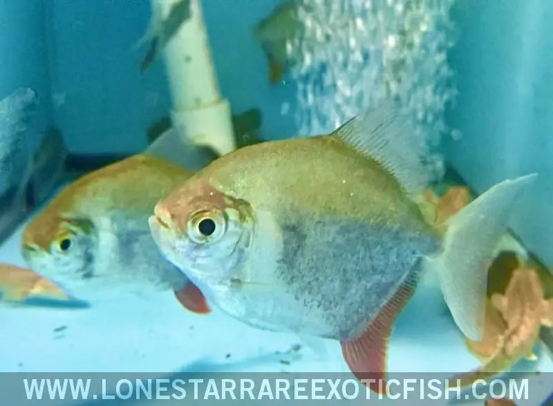 Collared Red Hook Silver Dollar / Myloplus Sp. Live Freshwater Tropical Fish for Sale Online