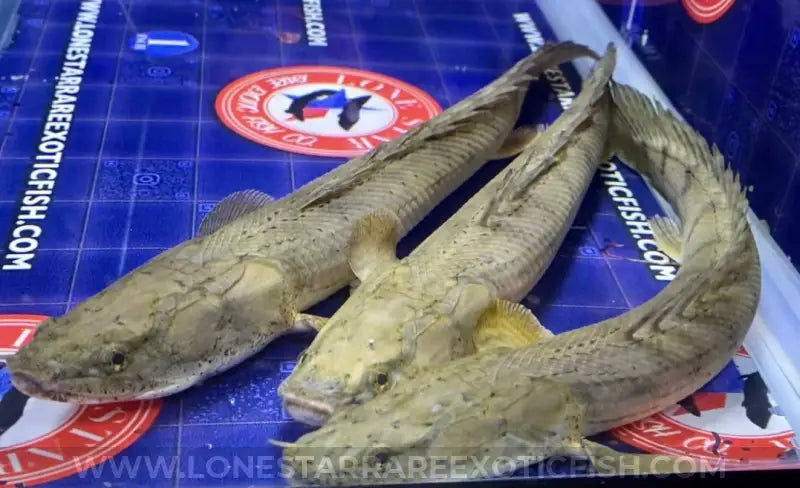Congicus Bichir / Polypterus congicus For Sale Online | Lone Star Rare Exotic Fish Co.