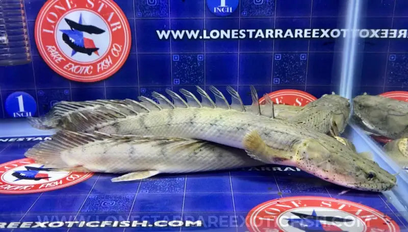 Congicus Bichir / Polypterus congicus For Sale Online | Lone Star Rare Exotic Fish Co.