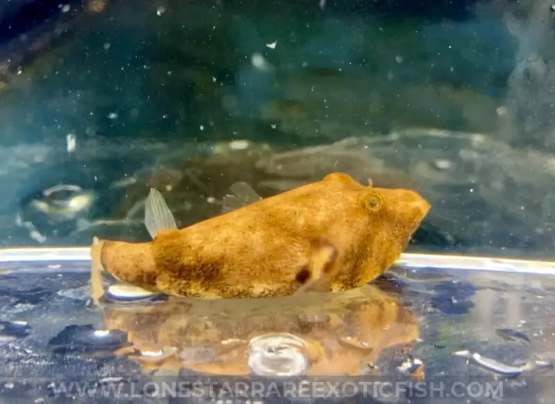 Congo Puffer For Sale Online | Lone Star Rare Exotic Fish