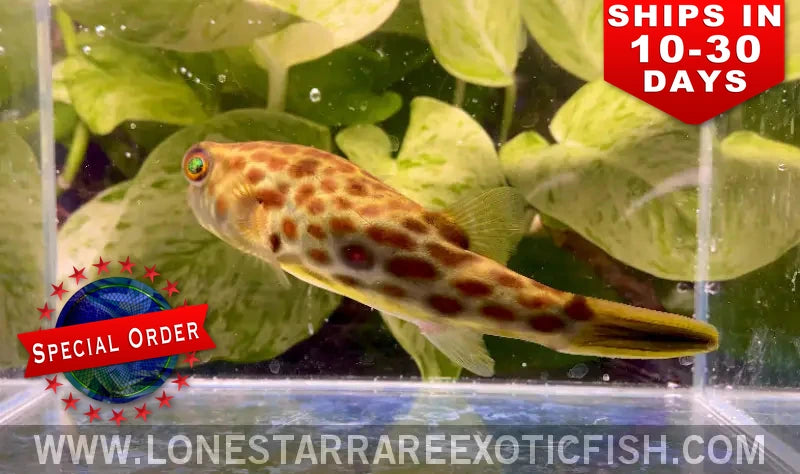Cross River Puffer / Tetraodon Pustulatus (special Order) Live Freshwater Tropical Fish for Sale Online