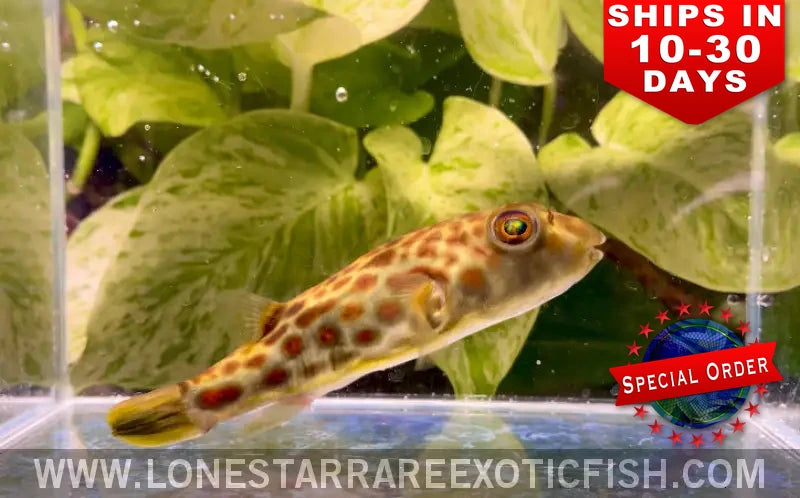Cross River Puffer / Tetraodon Pustulatus (special Order) Live Freshwater Tropical Fish for Sale Online