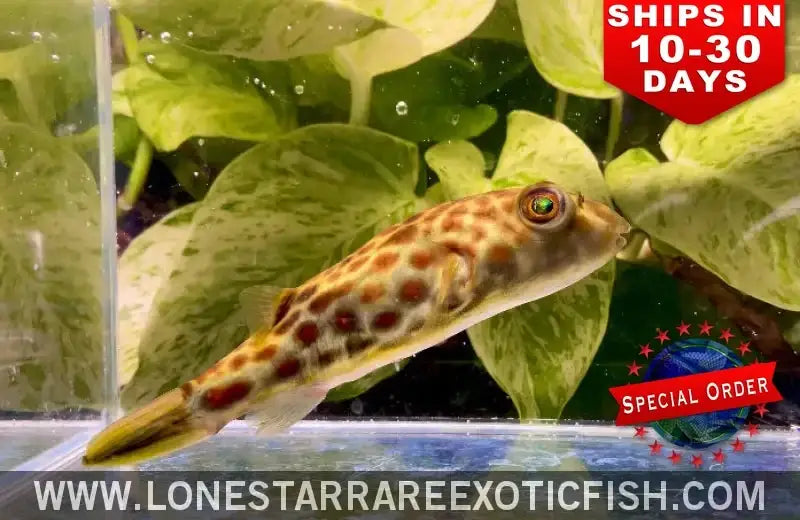 Cross River Puffer / Tetraodon Pustulatus (special Order) Live Freshwater Tropical Fish for Sale Online