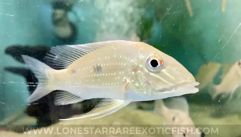 Daemon Eartheater Cichlid / Satanoperca daemon For Sale Online | Lone Star Rare Exotic Fish Co.