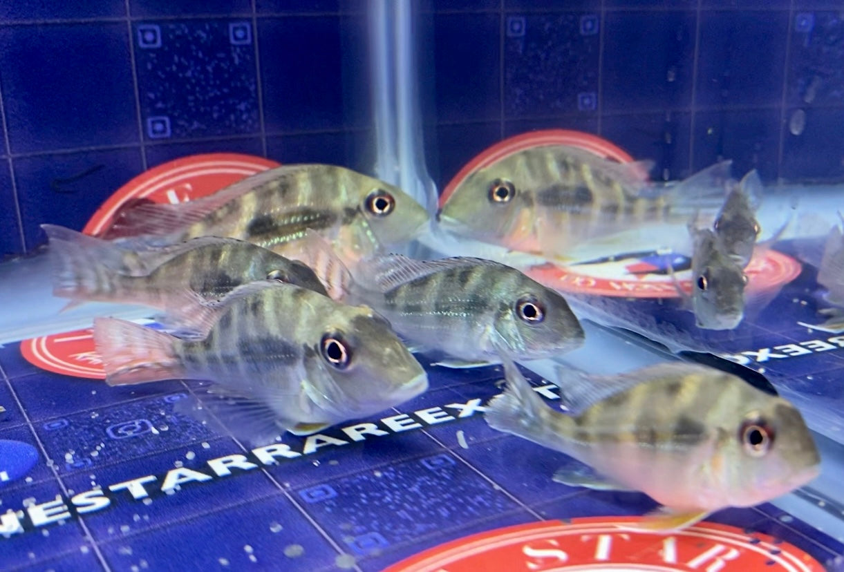 Daemon Eartheater Cichlid / Satanoperca daemon For Sale