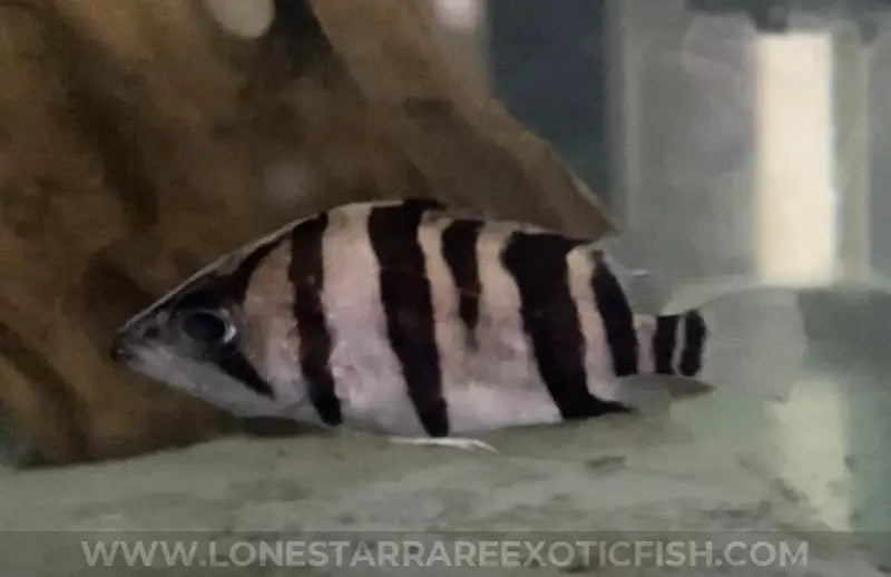 Datnoid 3 Bar Grade B For Sale Online | Lone Star Rare Exotic Fish Co.
