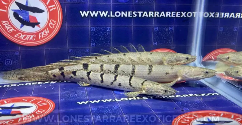 Delhezi Bichir / Polypterus For Sale Online | Lone Star Rare Exotic Fish Co.