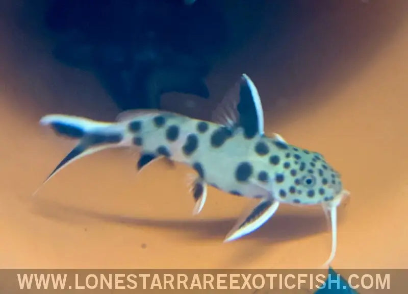 Dwarf Cuckoo Catfish / Synodontis Petricola Live Freshwater Tropical Fish for Sale Online