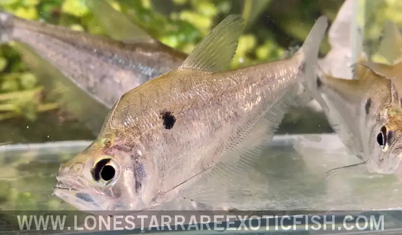 Dwarf Vampire Tetra / Roeboides Affinis Live Freshwater Tropical Fish for Sale Online