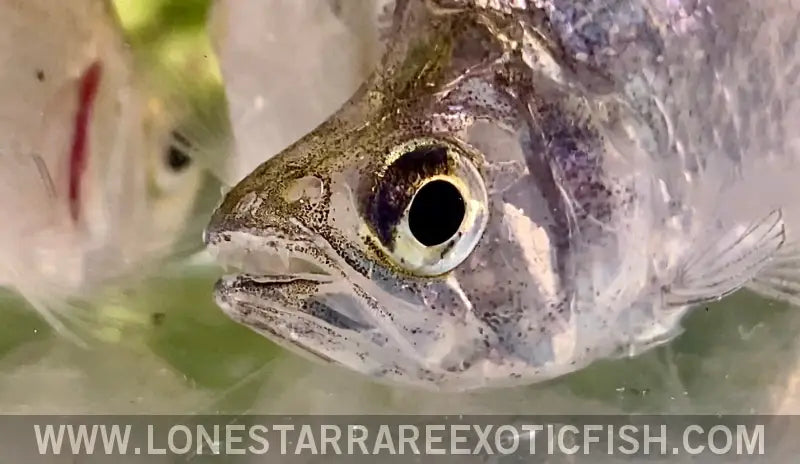Dwarf Vampire Tetra / Roeboides Affinis Live Freshwater Tropical Fish for Sale Online