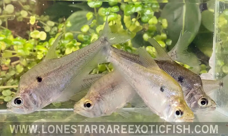 Dwarf Vampire Tetra / Roeboides Affinis Live Freshwater Tropical Fish for Sale Online