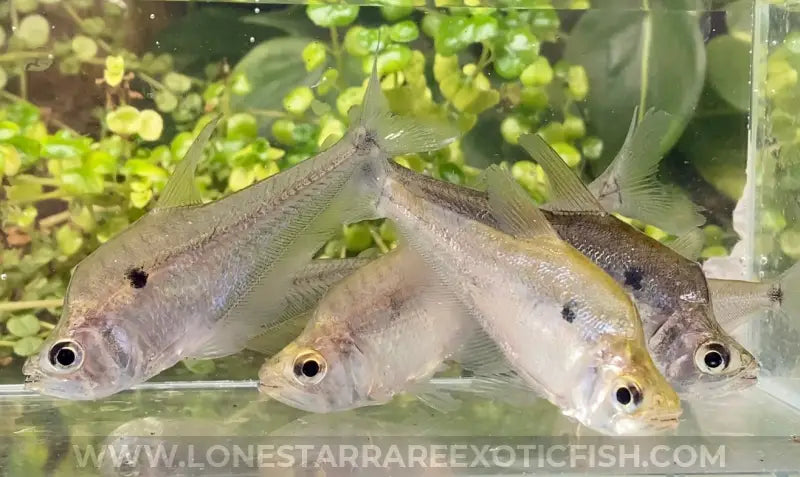 Dwarf Vampire Tetra / Roeboides affinis For Sale Online | Lone Star Rare Exotic Fish Co.