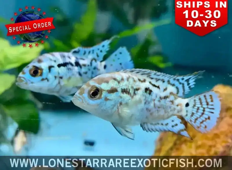 Electric Blue Jack Dempsey Cichlid / Rocio Octofasciata (special Order) Live Freshwater Tropical Fish for Sale Online