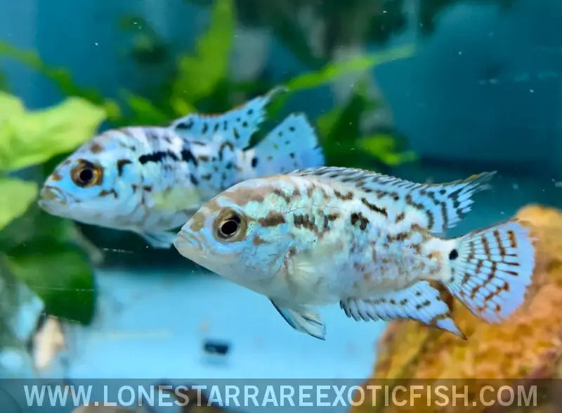 Electric Blue Jack Dempsey Cichlid / Rocio Octofasciata Live Freshwater Tropical Fish for Sale Online
