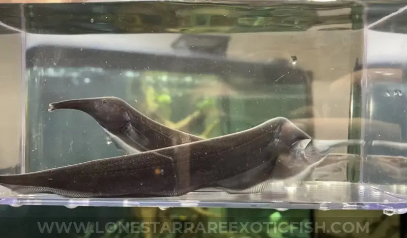 Elephant Nose Knifefish For Sale Online | Lone Star Rare