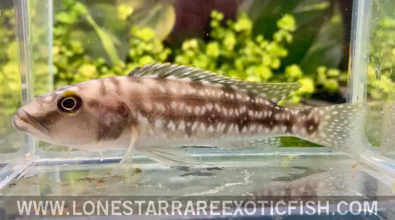 Elongate Cichlid / Lepidiolamprologus Elongatus Live Freshwater Tropical Fish for Sale Online