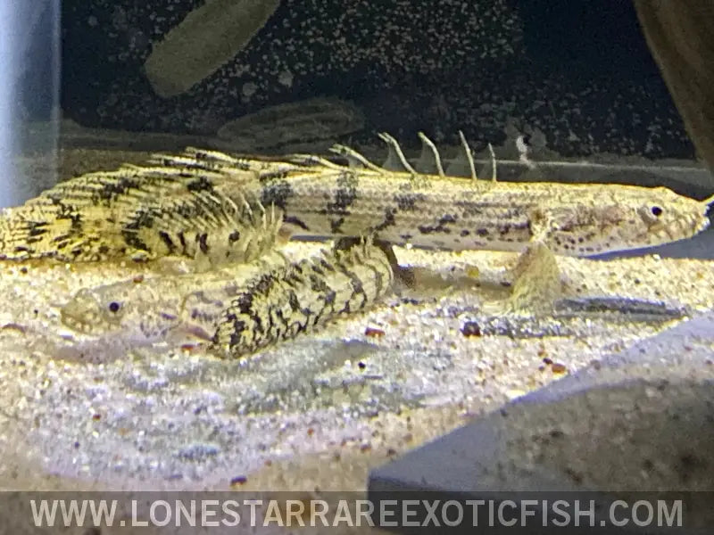 Polypterus Bichirs For Sale Online | Lone Star Rare Exotic Fish Co.
