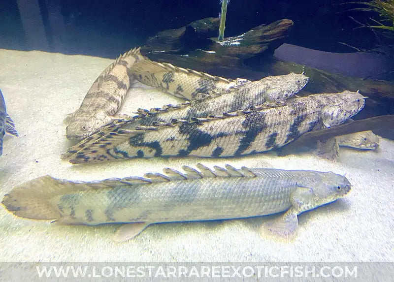 Endlicheri Bichir / Polypterus endlicherii For Sale Online | Lone Star Rare Exotic Fish Co.
