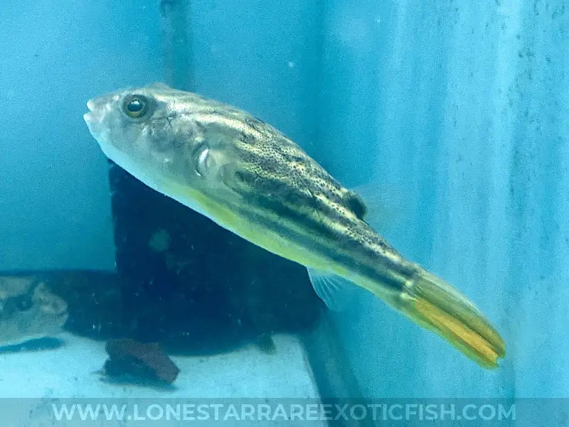 Fahaka Puffer For Sale Online | Lone Star Rare Exotic Fish Co.