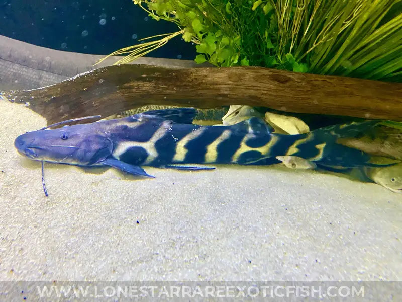 Flash Zebra Catfish For Sale Online | Lone Star Rare Exotic Fish Co.