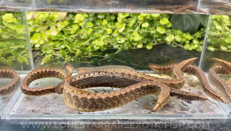 Frecklefin Spiny Eel / Macrognathus maculatus For Sale Online | Lone Star Rare Exotic Fish Co.