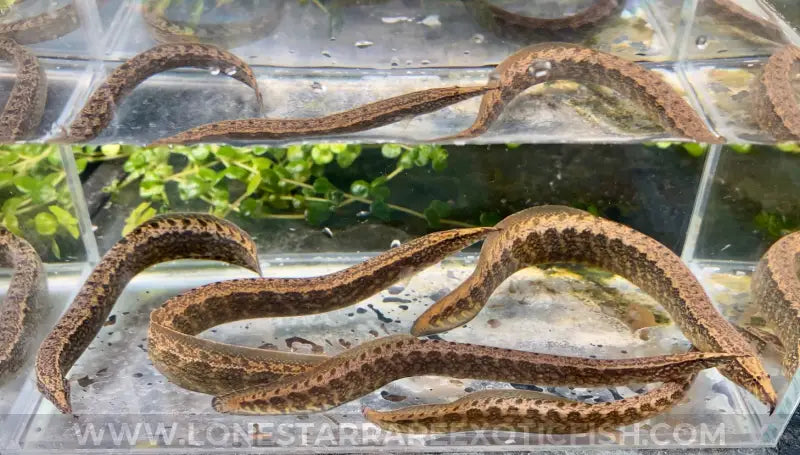 Frecklefin Spiny Eel / Macrognathus maculatus For Sale Online | Lone Star Rare Exotic Fish Co.