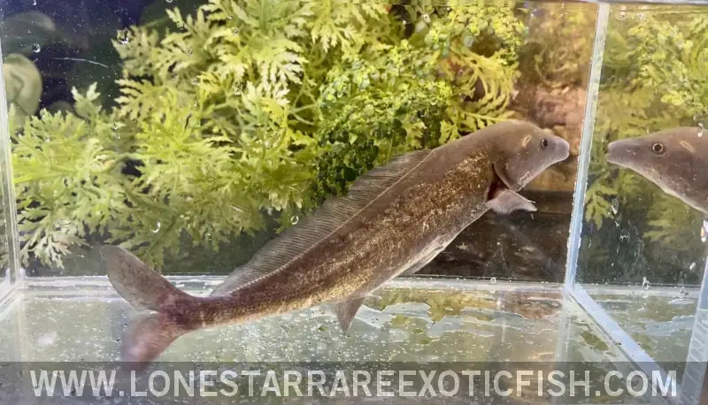 Mormyrus Freshwater Dolphin Fish / Mormyrus Cf. Longirostris for Sale Online ...