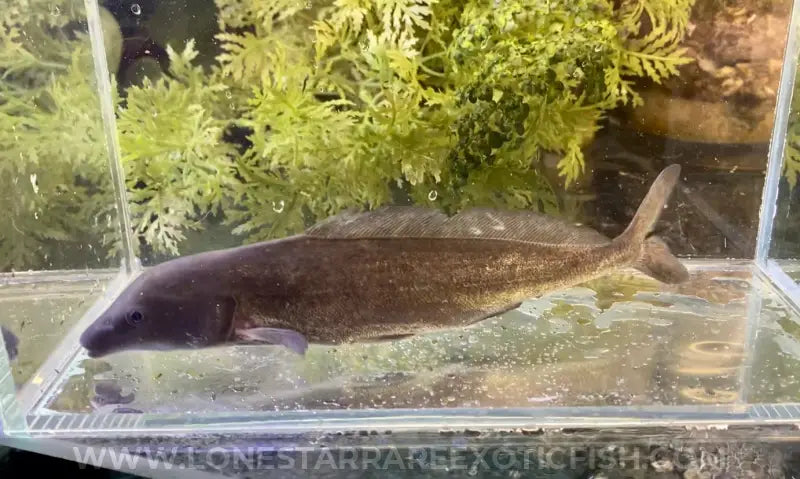 Freshwater Dolphin Fish / Mormyrus cf. longirostris For Sale Online | Lone Star Rare Exotic Fish Co.
