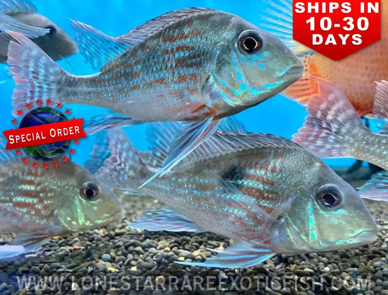 Geophagus Sveni Cichlid / Geophagus Sveni (special Order) Live Freshwater Tropical Fish for Sale Online