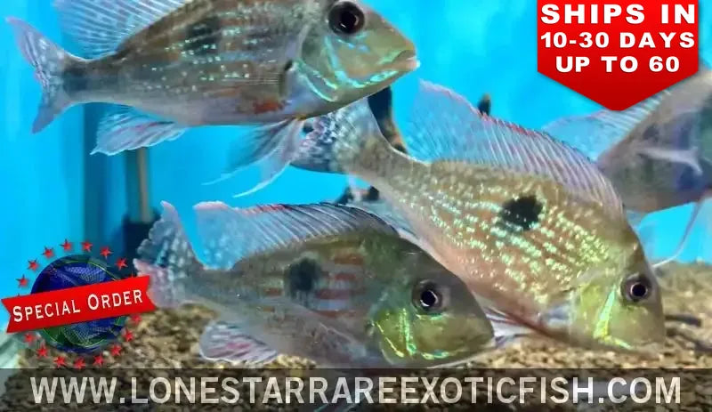 Geophagus Sveni Cichlid / Geophagus Sveni (special Order) Live Freshwater Tropical Fish for Sale Online