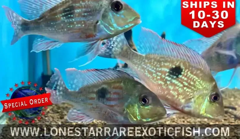 Geophagus Sveni Cichlid / Geophagus Sveni (special Order) Live Freshwater Tropical Fish for Sale Online