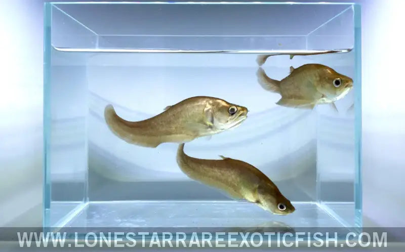 Giant Featherback Knifefish / Chitala Lopis Live Freshwater Tropical Fish for Sale Online