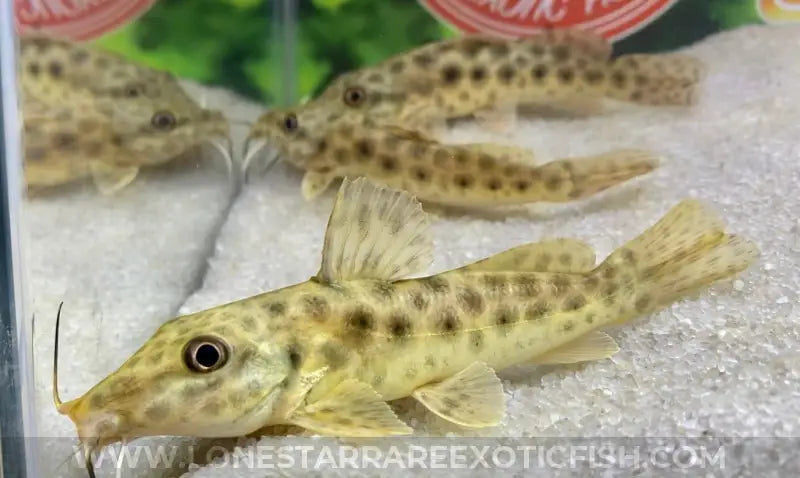 Giraffe Catfish / Auchenoglanis occidentalis For Sale Online | Lone Star Rare Exotic Fish Co.
