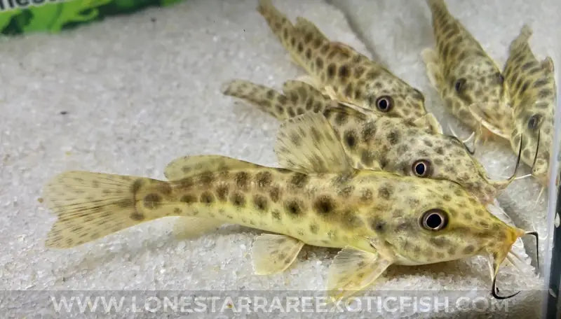 Giraffe Catfish / Auchenoglanis occidentalis For Sale Online | Lone Star Rare Exotic Fish Co.