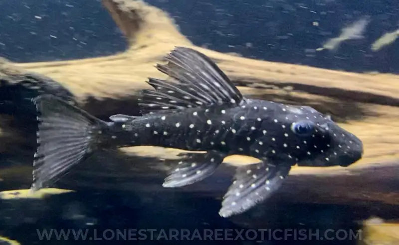 Golden Sailfin Luteus Pleco / Hypostomus luteus For Sale Online | Lone Star Rare Exotic Fish Co.