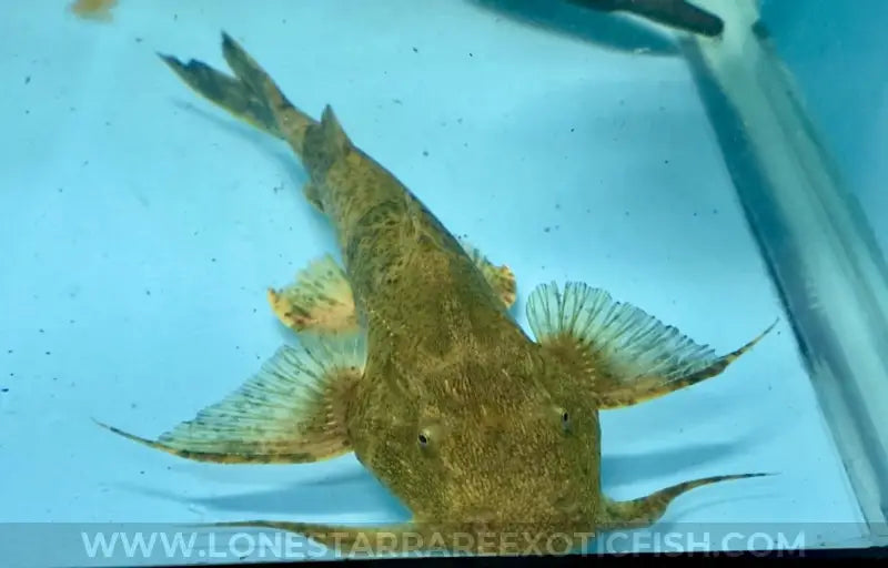 Goonch Catfish / Bagarius yarrelli For Sale Online | Lone Star Rare Exotic Fish Co.